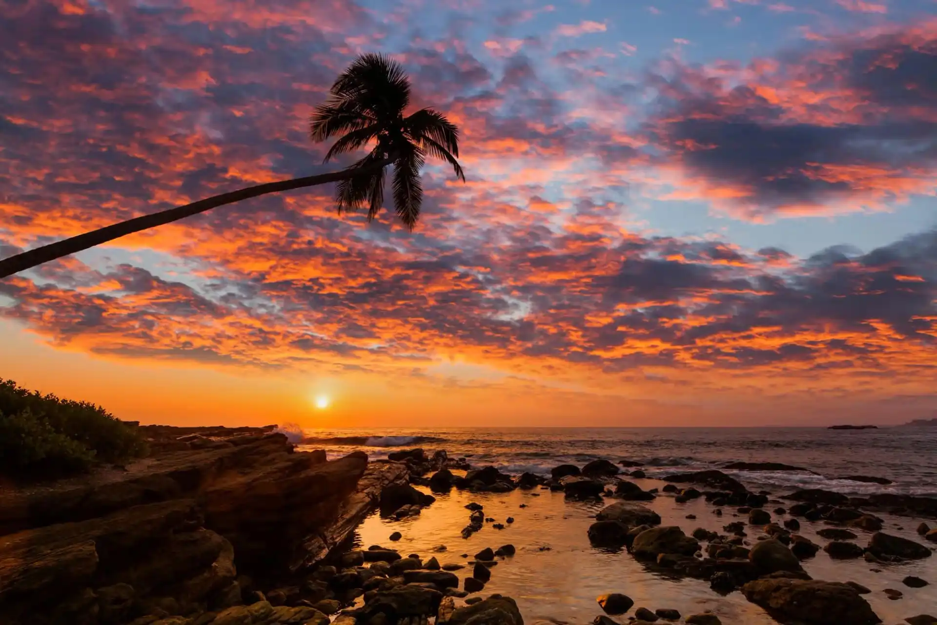 A leaning palm tree against a Noosa sunset, representing the coastal inspiration behind the Sol Seeker collection and Sunny Link™ rewards.